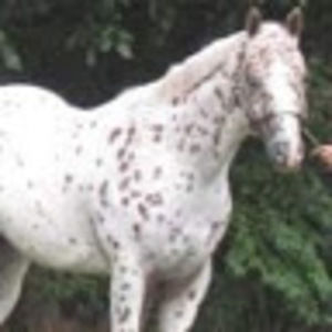 Meet your Posher, Kia jo